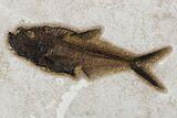 Framed Fossil Fish (Diplomystus) - Wyoming #177304-1